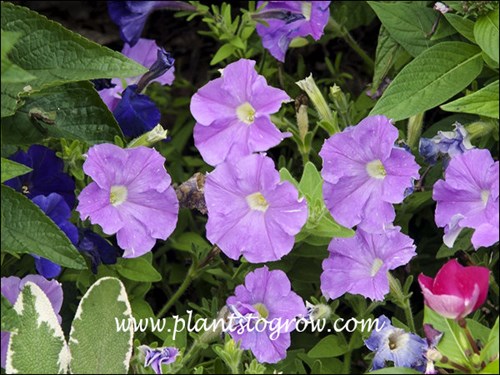 Petunia Picobella Light Lavender